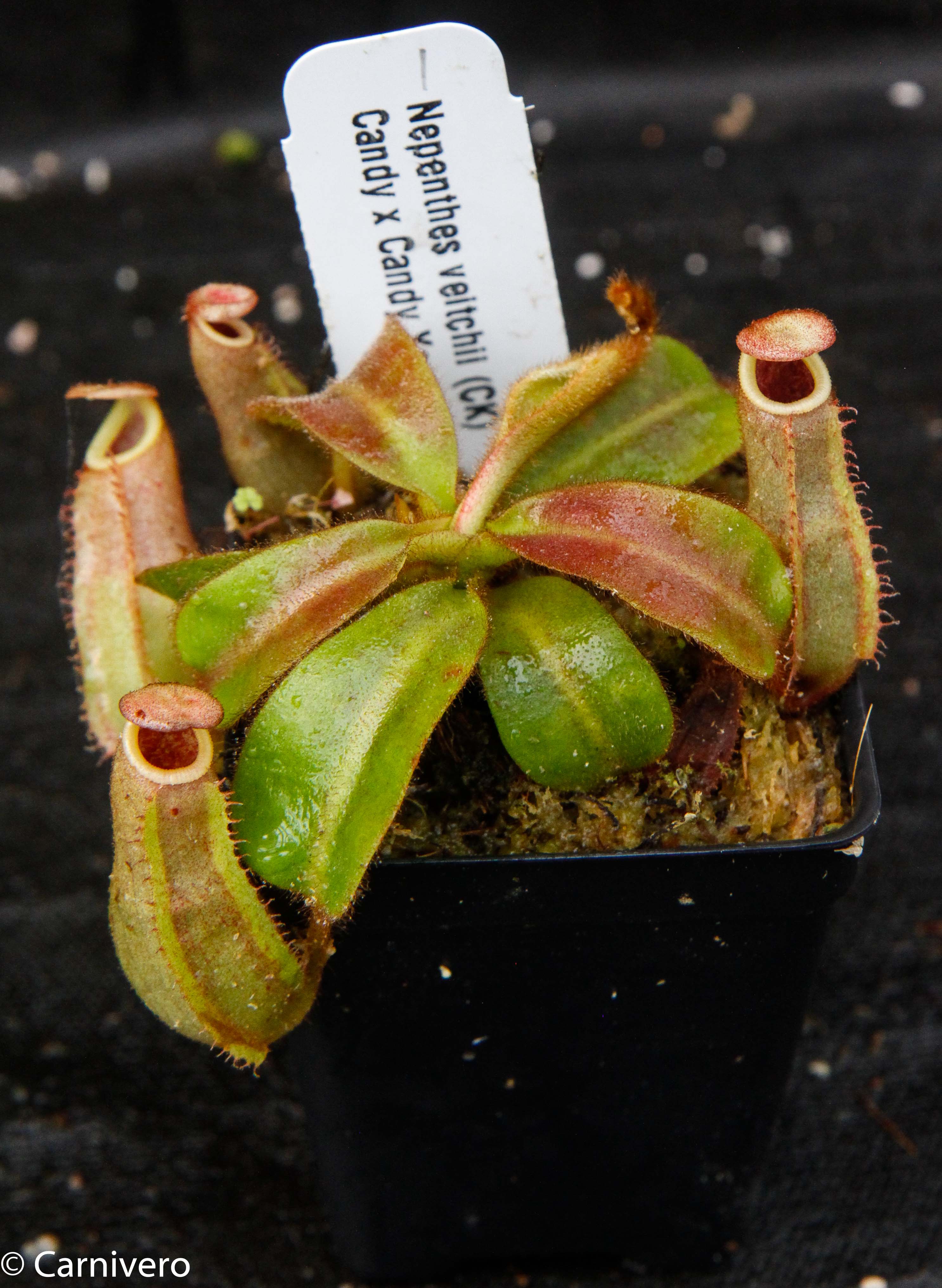 Nepenthes veitchii (Candy x Candy Yamada) – Carnivero