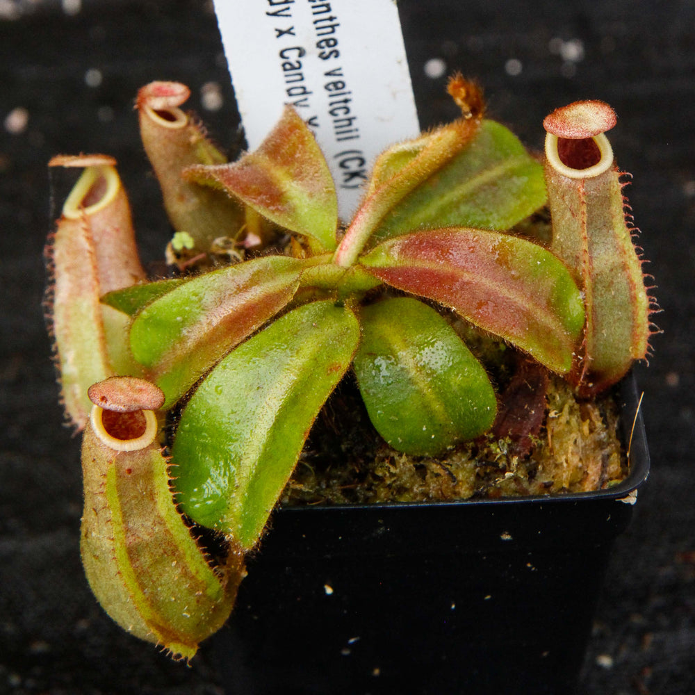 
                      
                        Nepenthes veitchii (Candy x Candy Yamada)
                      
                    