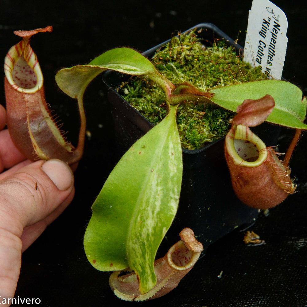 
                      
                        Nepenthes veitchii "Cobra"
                      
                    