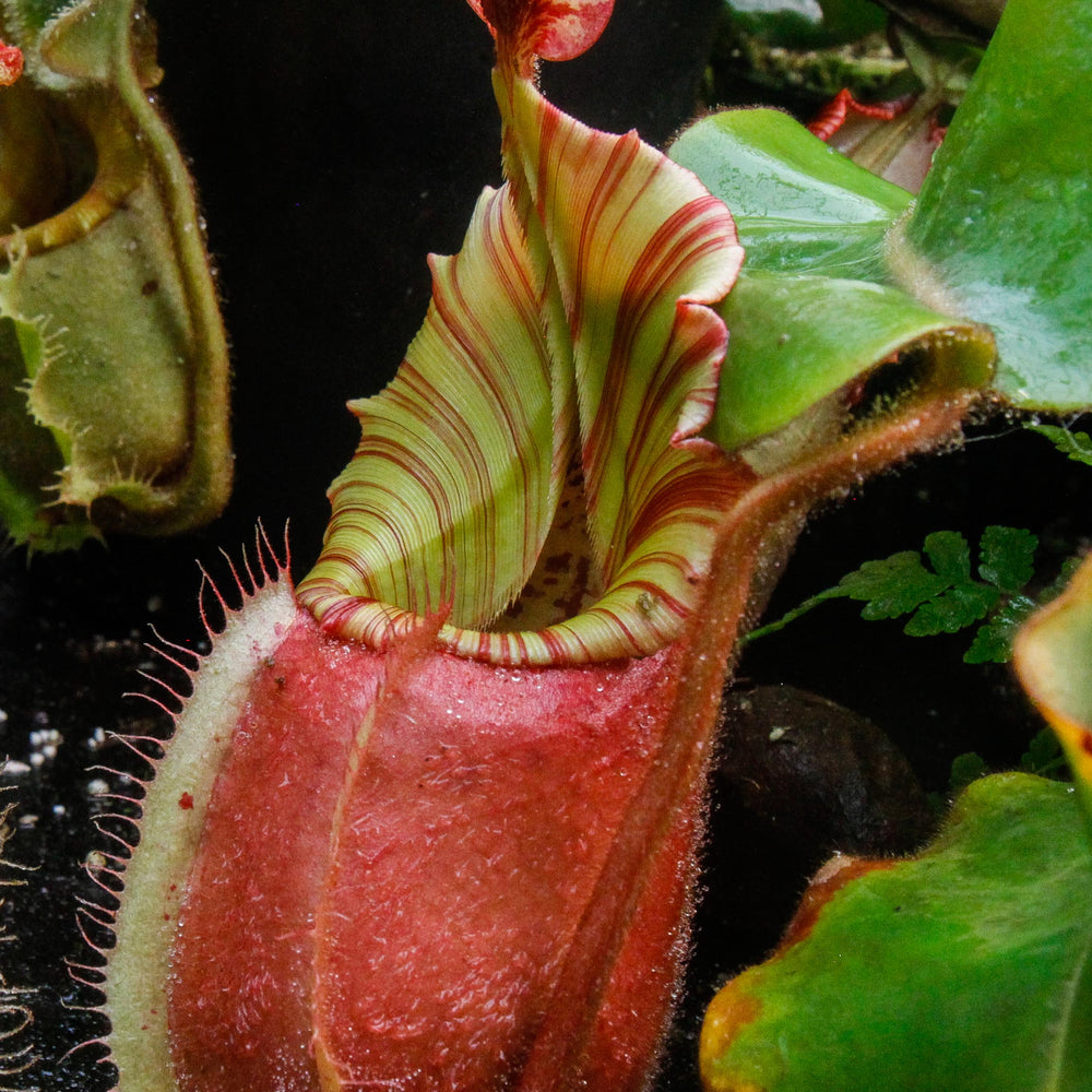 
                      
                        Nepenthes veitchii "Cobra"
                      
                    