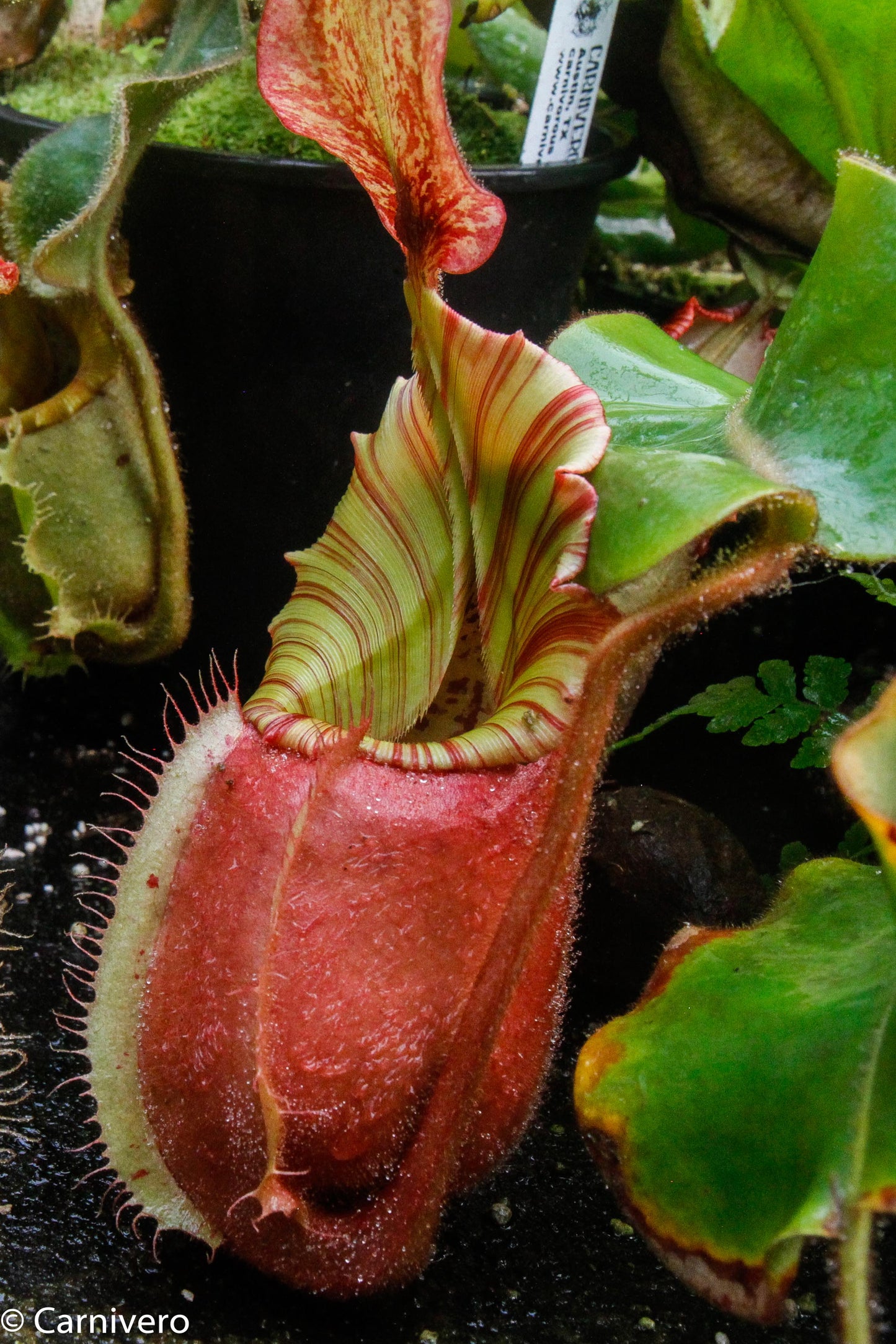 Nepenthes veitchii 