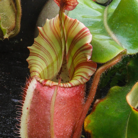 Close-up of Nepenthes veitchii Cobra pitcher with pale green and red striped peristome and pink body