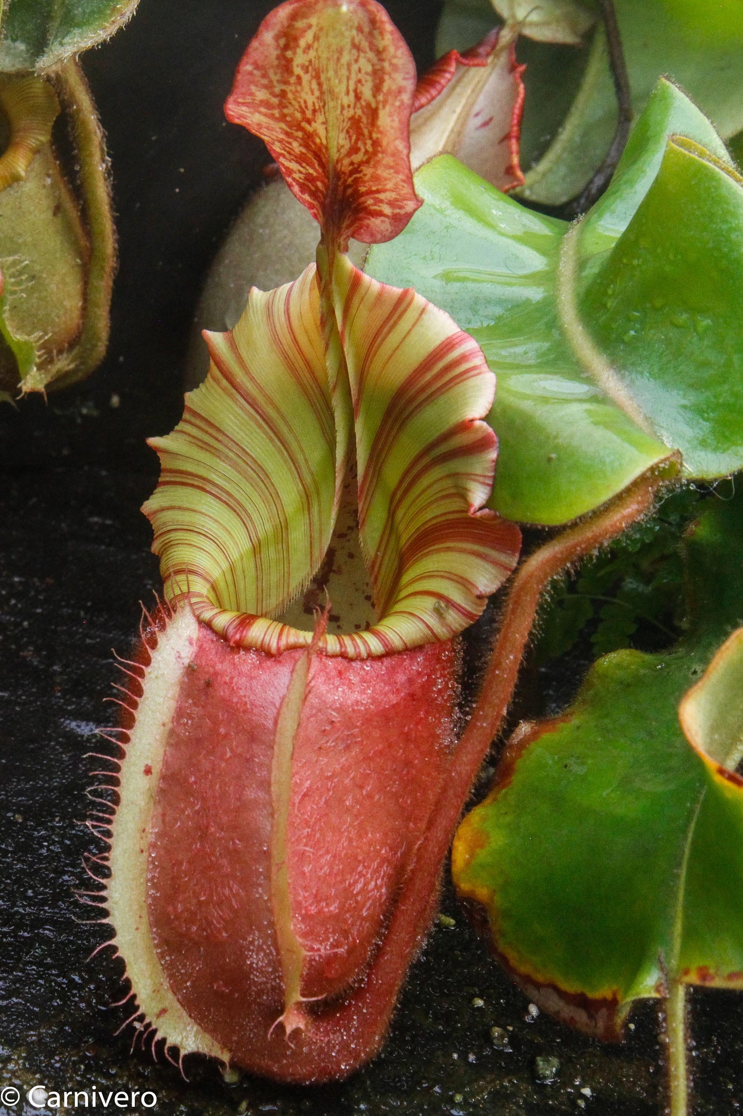 Nepenthes veitchii 