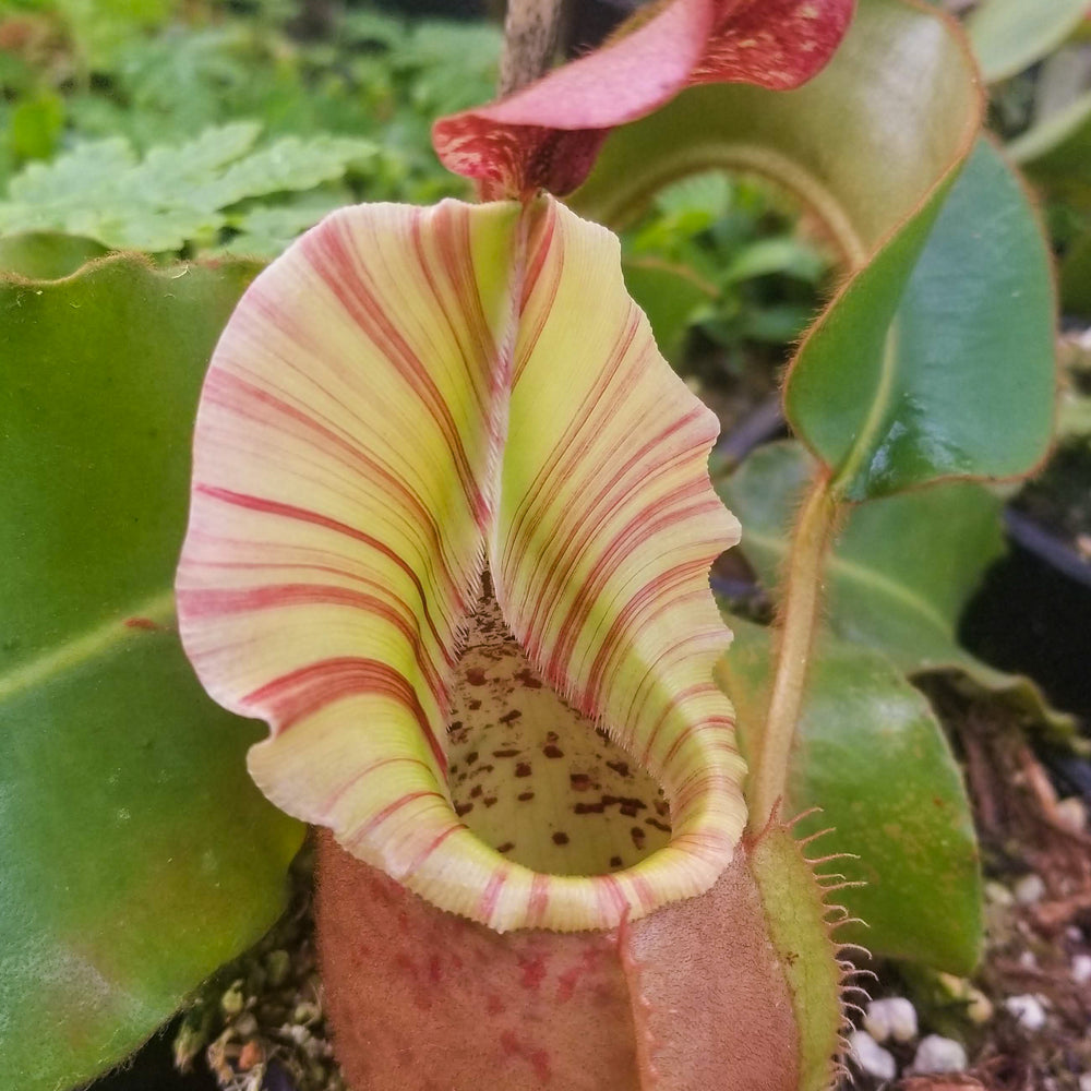 
                      
                        Nepenthes veitchii "Cobra"
                      
                    