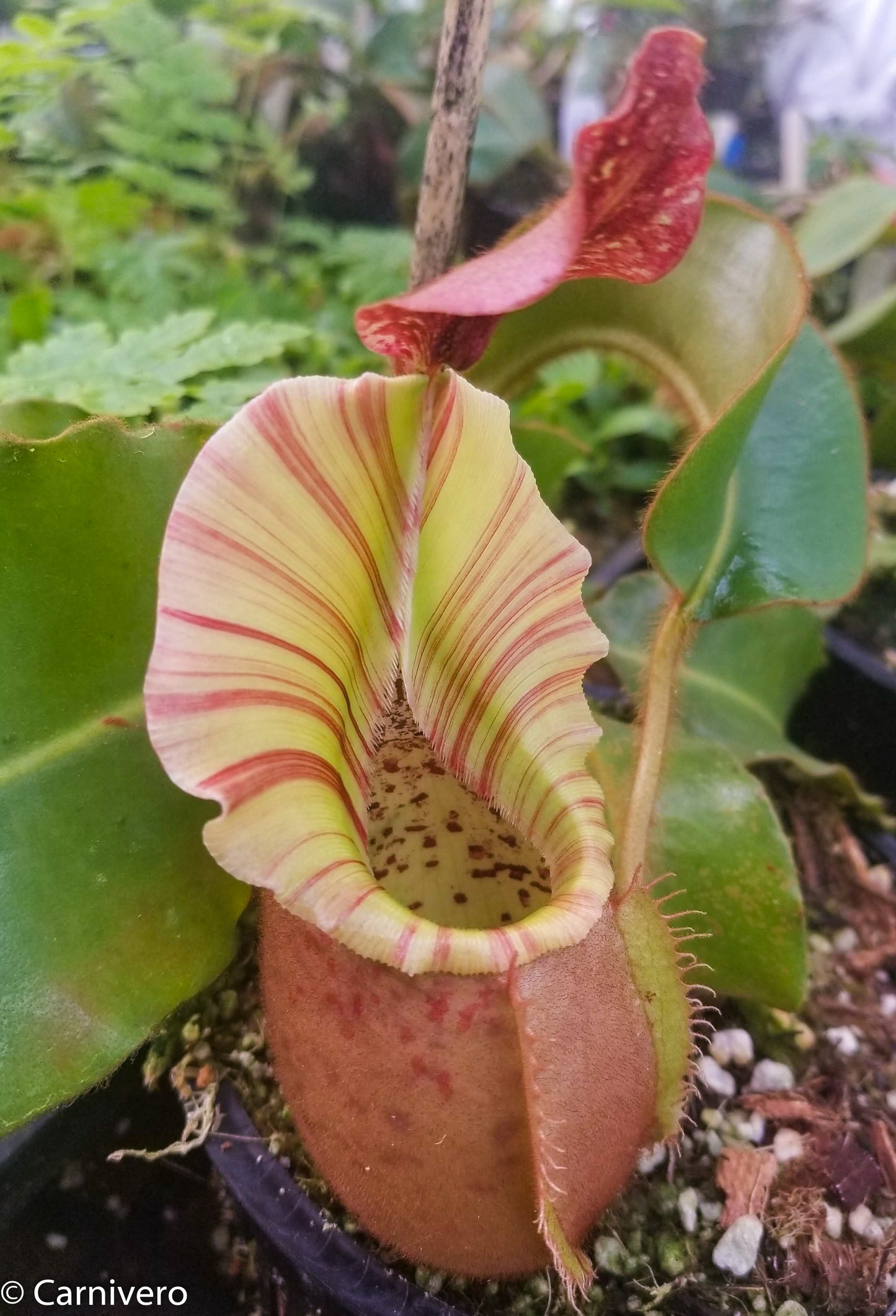 Nepenthes veitchii 