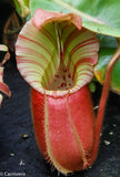 Nepenthes veitchii "Cobra"