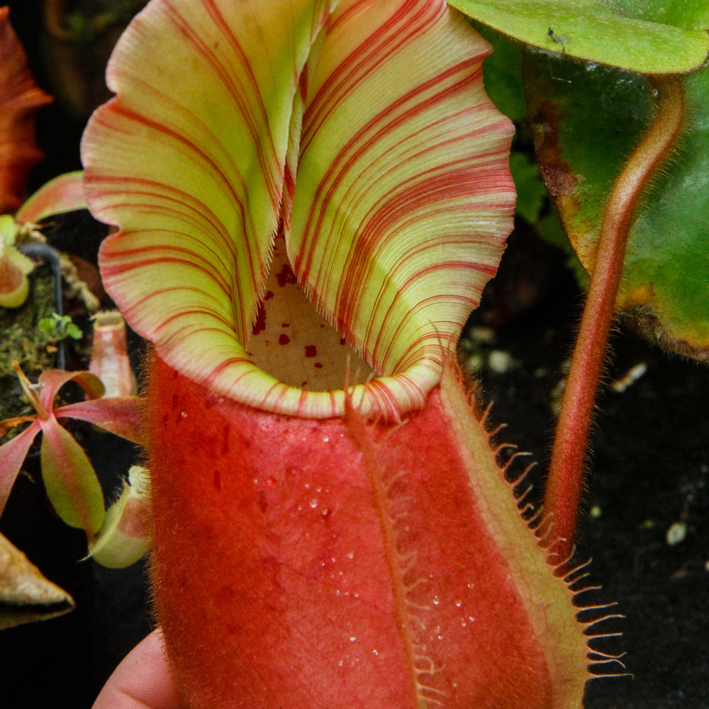 
                      
                        Nepenthes veitchii "Cobra"
                      
                    