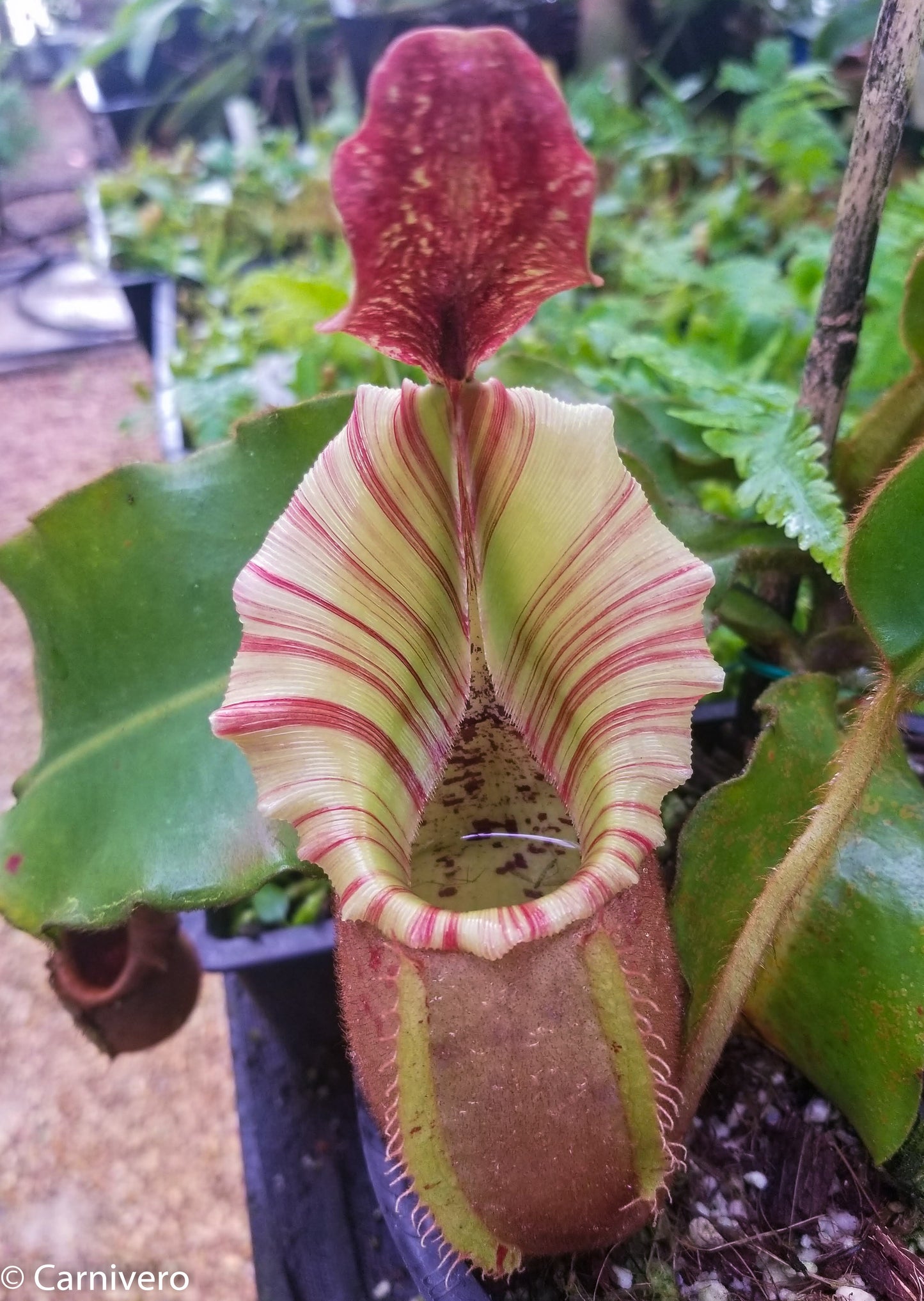 Nepenthes veitchii 