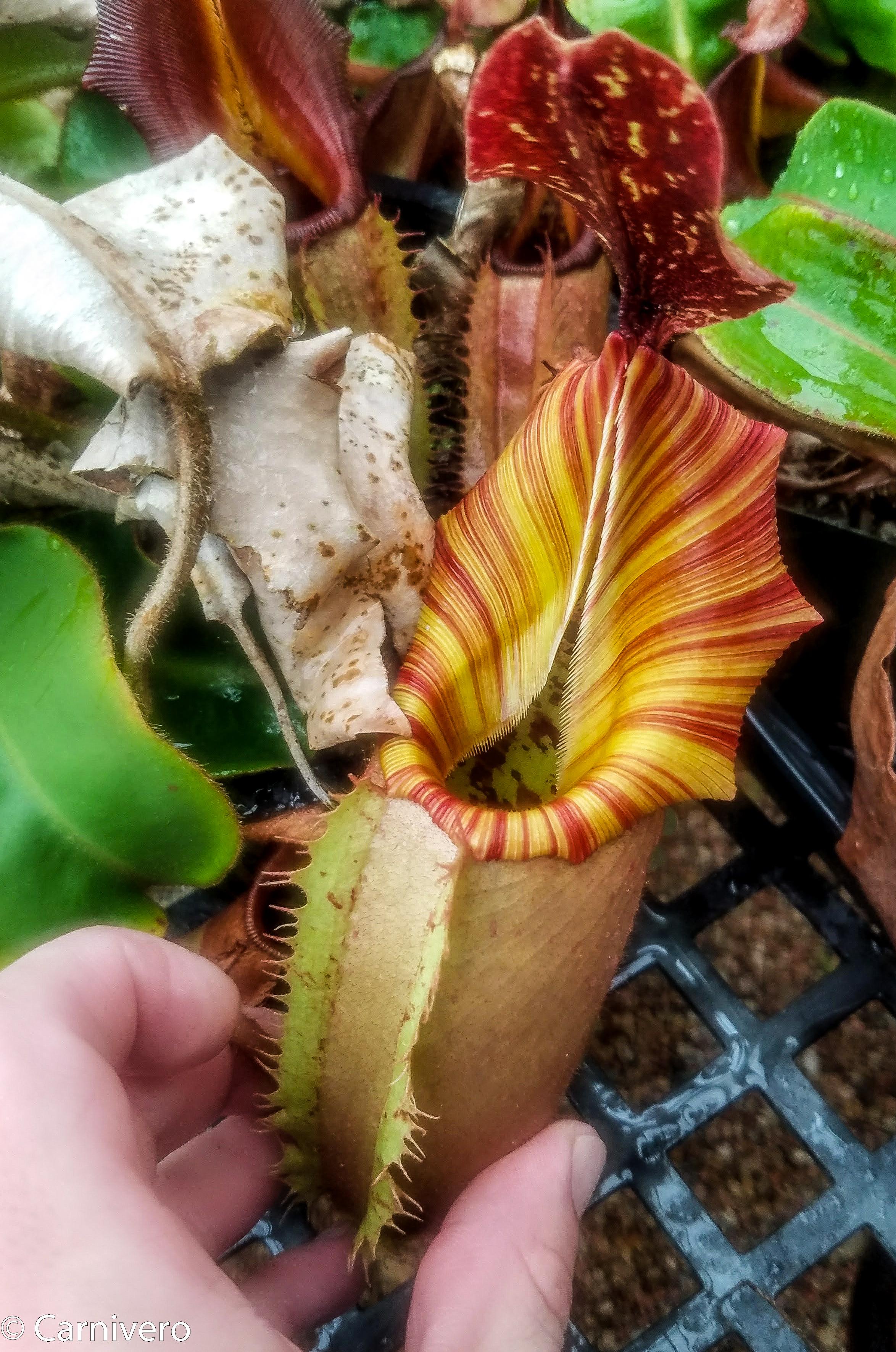 Nepenthes veitchii (selected clones) – Carnivero