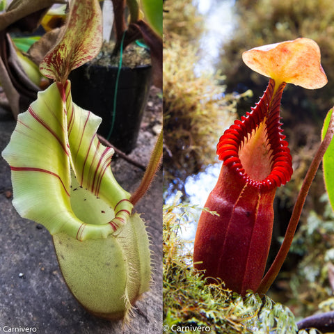 Pair of Nepenthes veitchii x macrophylla pitchers: left green with red stripes, right tall red with a frilled peristome
