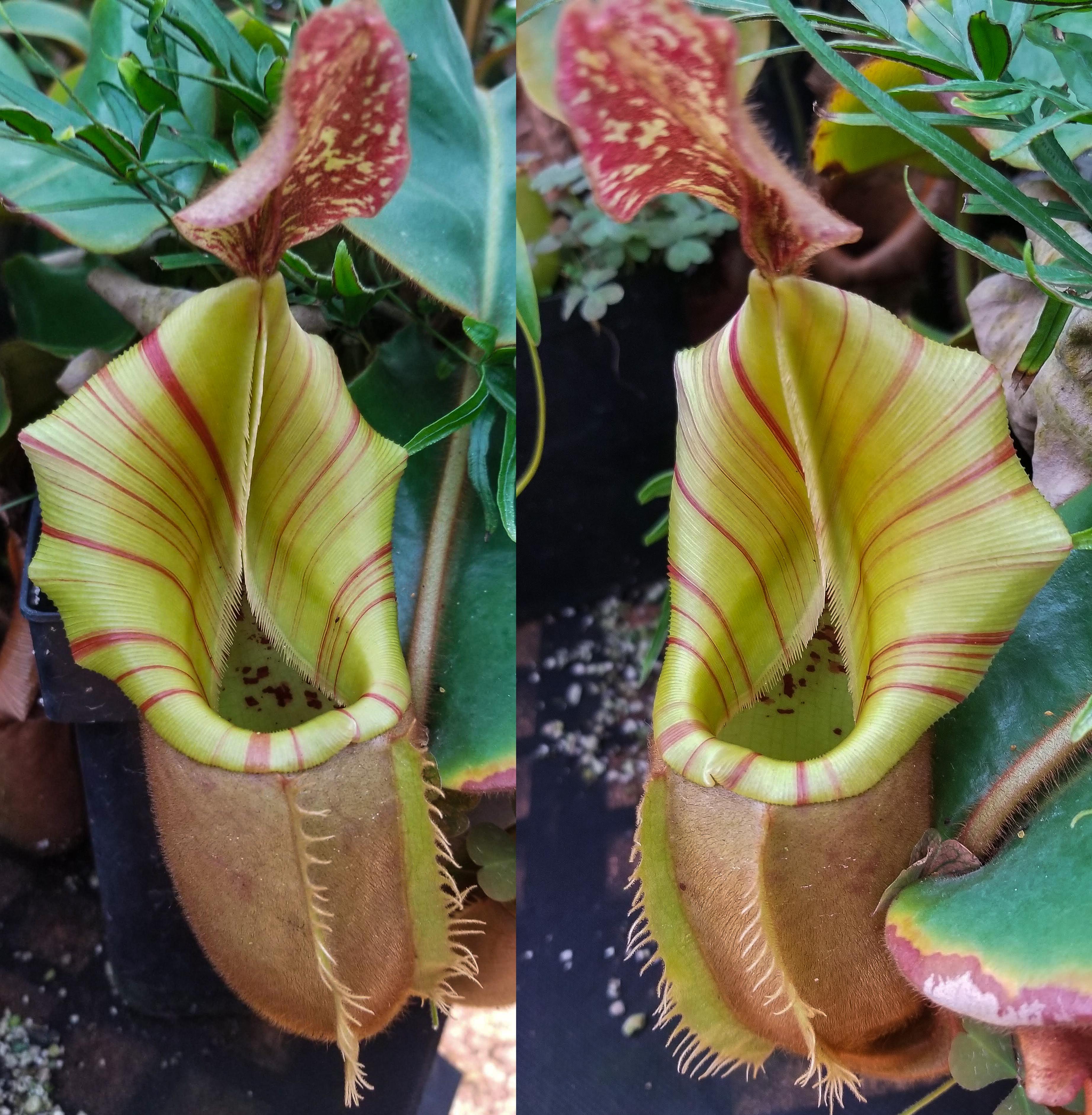 Nepenthes veitchii (selected clones) – Carnivero