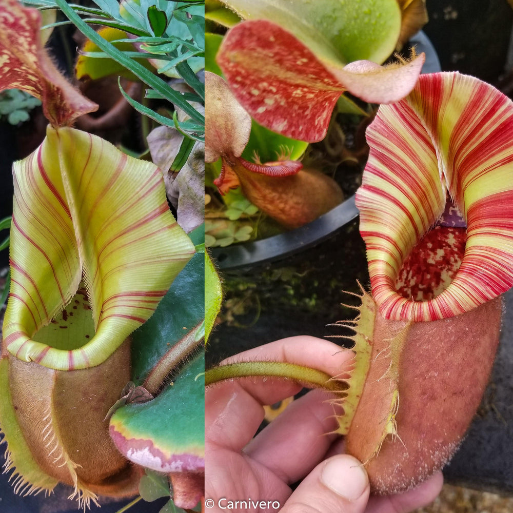 
                      
                        Nepenthes veitchii (#5 x "The Wave"), CAR-0062
                      
                    