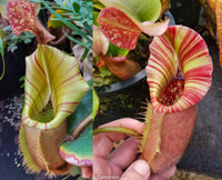 Nepenthes veitchii (#5 x "The Wave"), CAR-0062