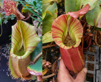 Nepenthes veitchii (#5 x "Pink Candy Cane"), CAR-0102