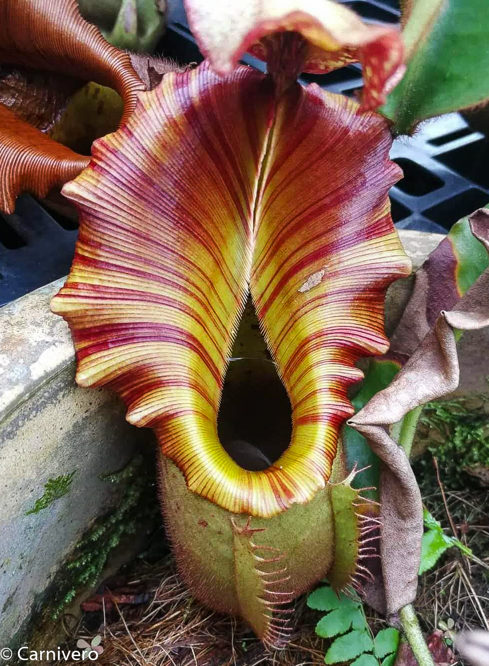 Nepenthes veitchii (selected clones) – Carnivero