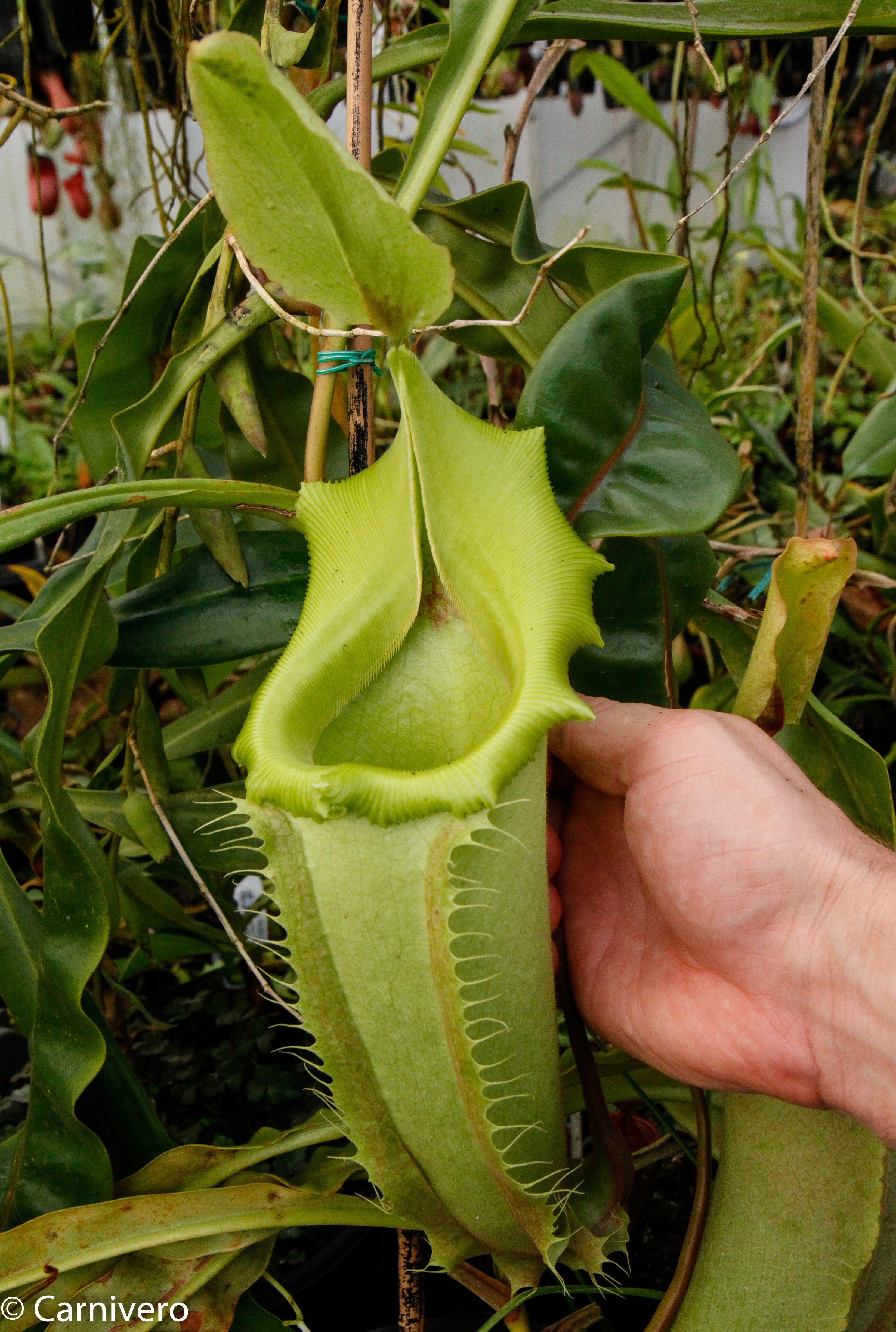 Nepenthes veitchii (selected clones) – Carnivero