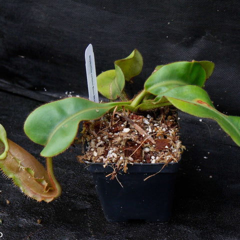Nepenthes veitchii Bareo plant in a small pot with long green leaves and a developing left-side pitcher