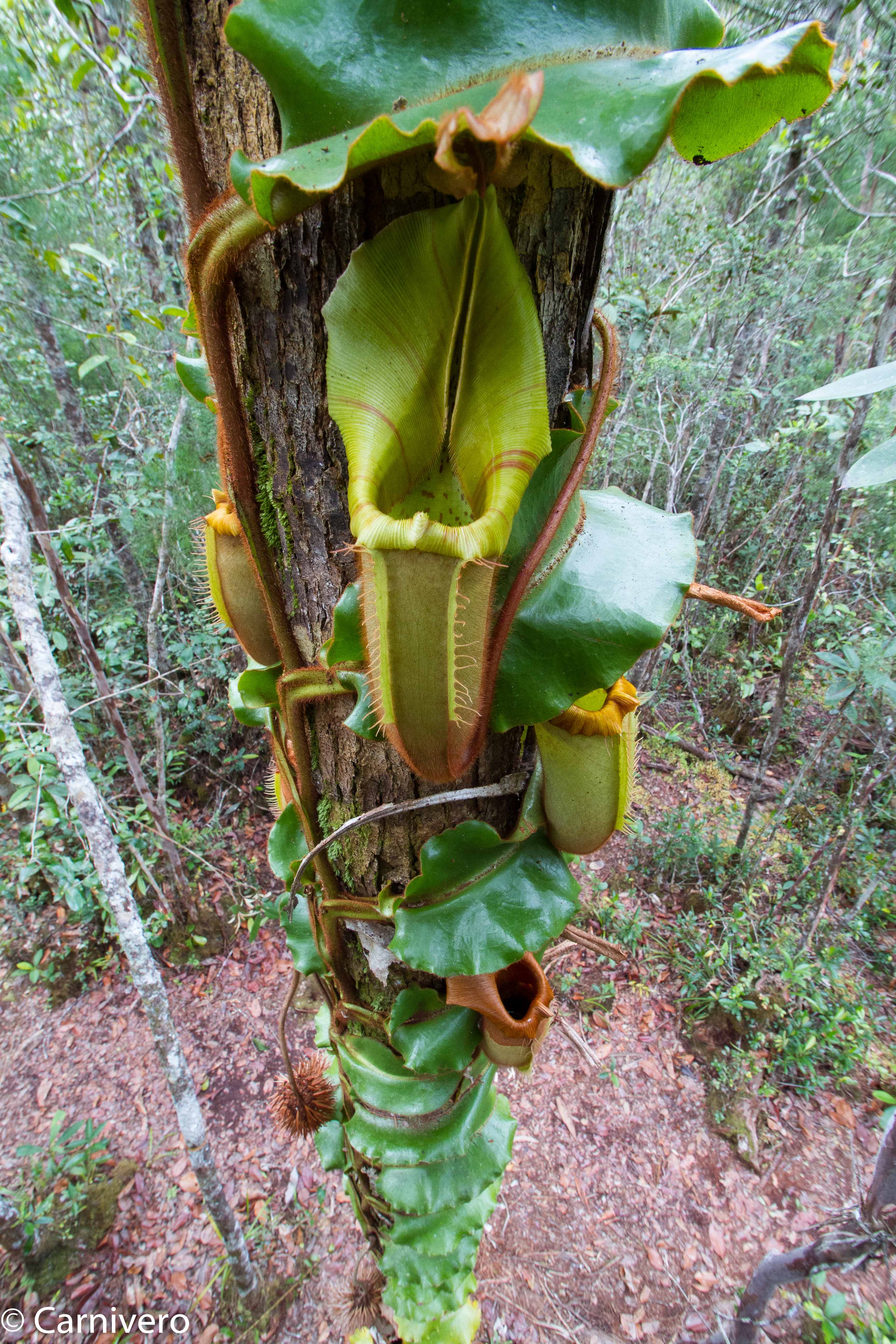 Nepenthes veitchii Maliau Basin – Carnivero