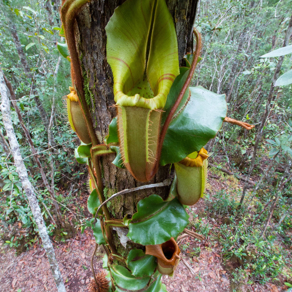 
                      
                        Nepenthes veitchii Maliau Basin
                      
                    