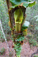 Nepenthes veitchii Maliau Basin