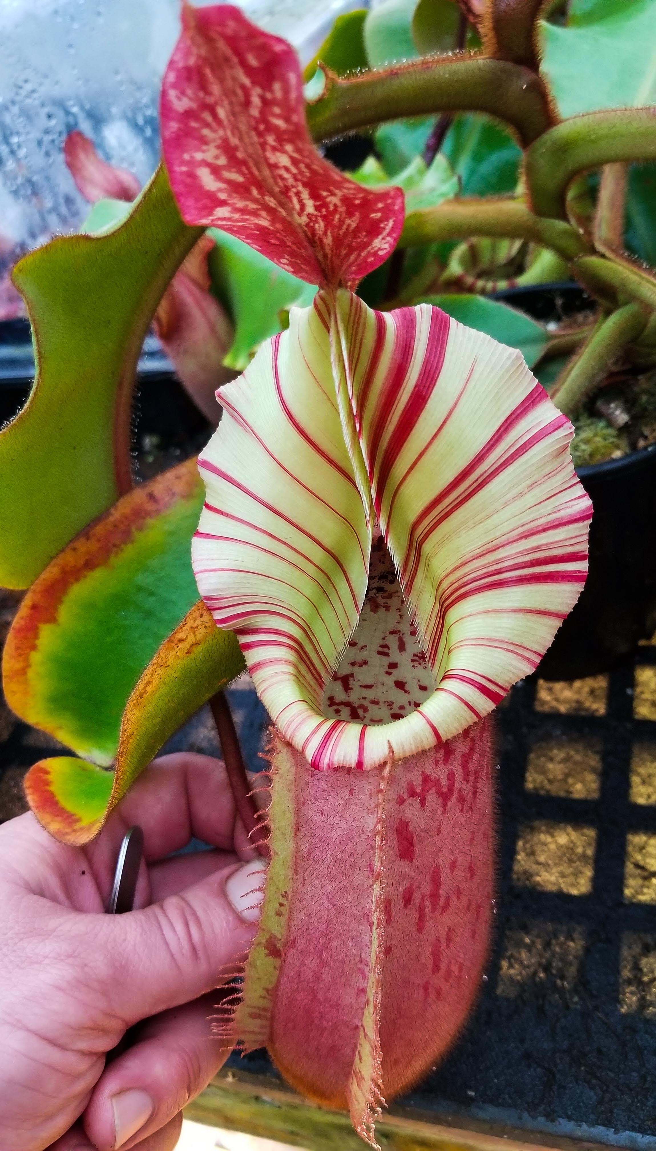 Nepenthes veitchii (Murud Striped x Candy), Specimen B – Carnivero