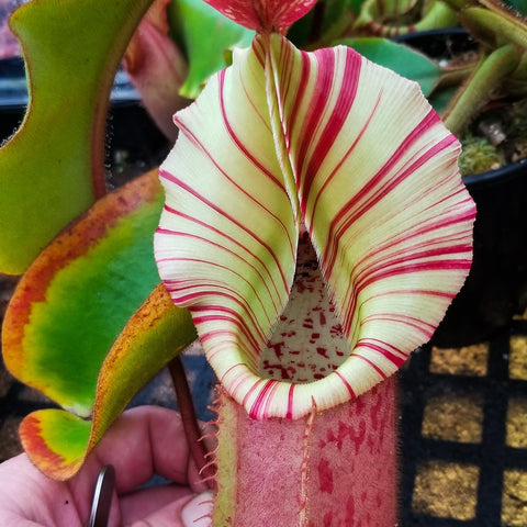 Nepenthes veitchii Murud Striped x Candy specimen B pitcher with pale cream body red stripes and red lid, held by a hand for scale