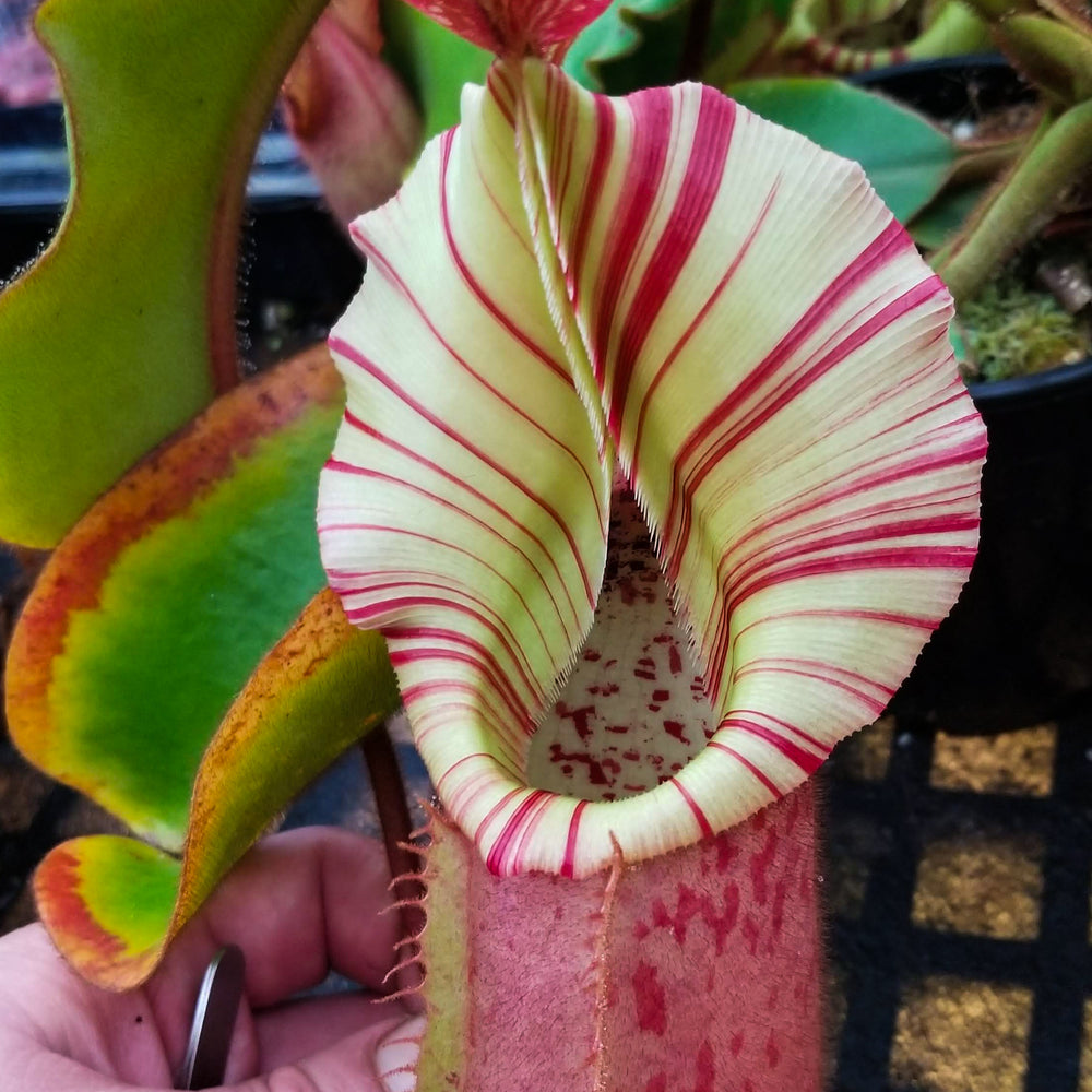 Nepenthes veitchii (Murud Striped x Candy), Specimen B