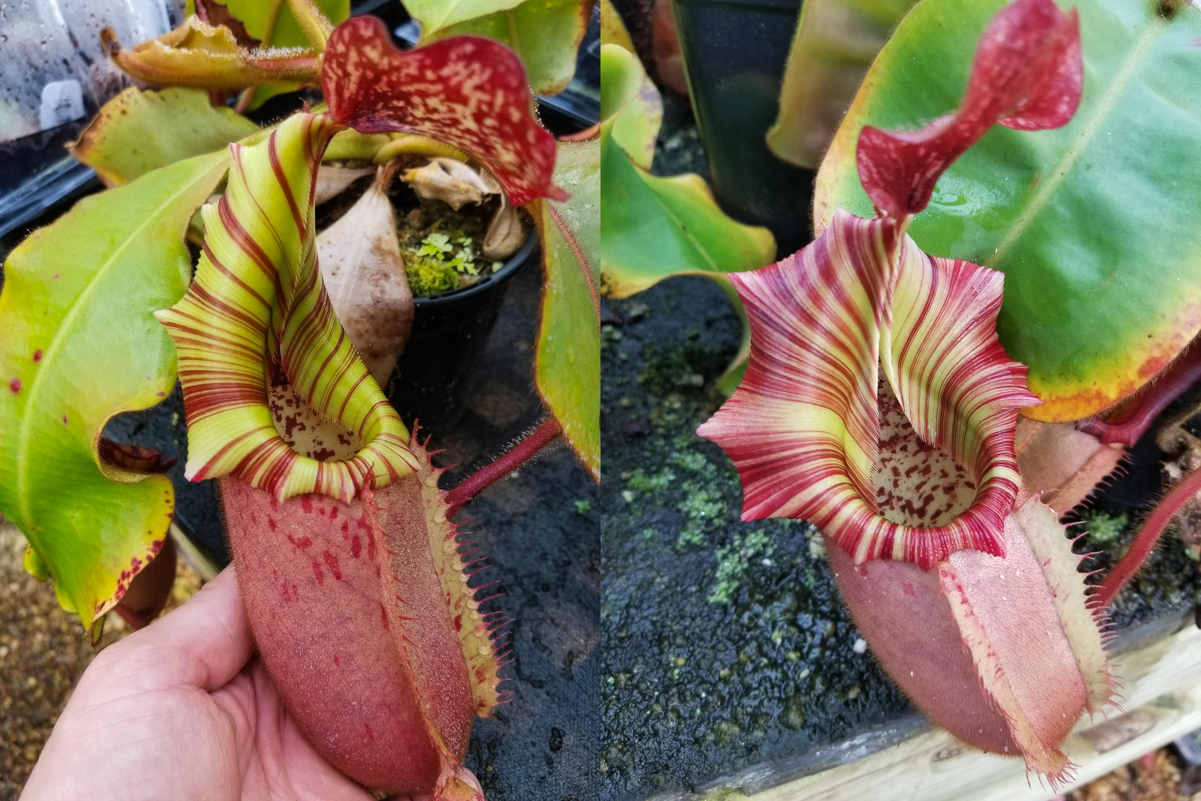 Nepenthes veitchii [(Murud x Candy) - clone 2 x Candy Red - clone