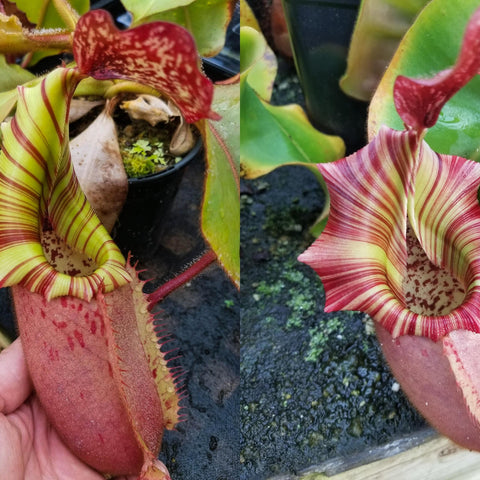 Nepenthes veitchii seed pod pitchers with striped yellow green and red rims
