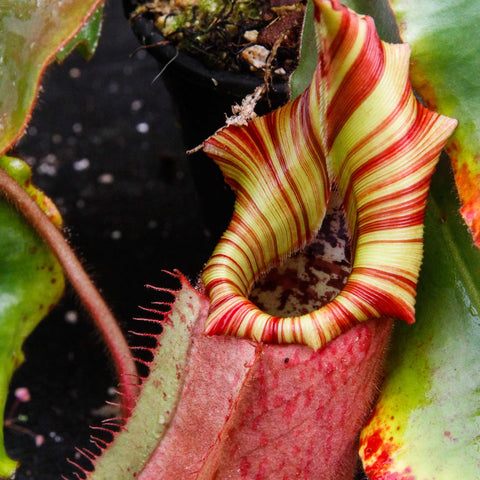 Nepenthes veitchii Murud Striped x Candy specimen showing a striped yellow and red pitcher with a flared peristome