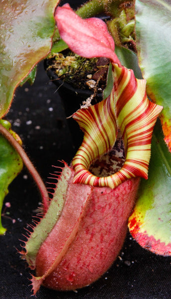 Nepenthes veitchii (Murud Striped x Candy), Specimen A