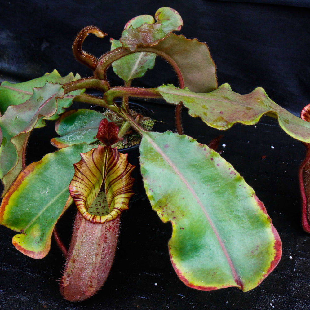 
                      
                        Nepenthes veitchii (Murud Striped x Candy), Specimen B
                      
                    