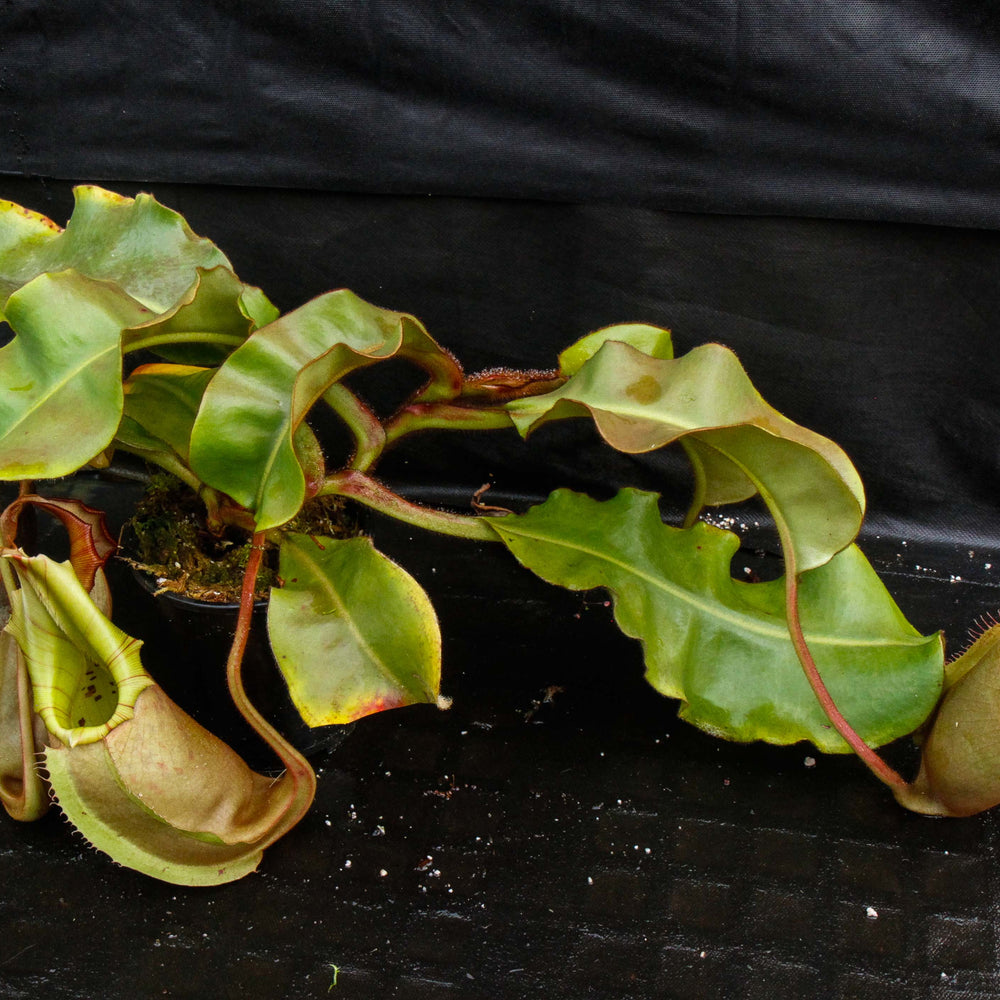 Nepenthes veitchii (Murud Striped x Candy), Specimen C