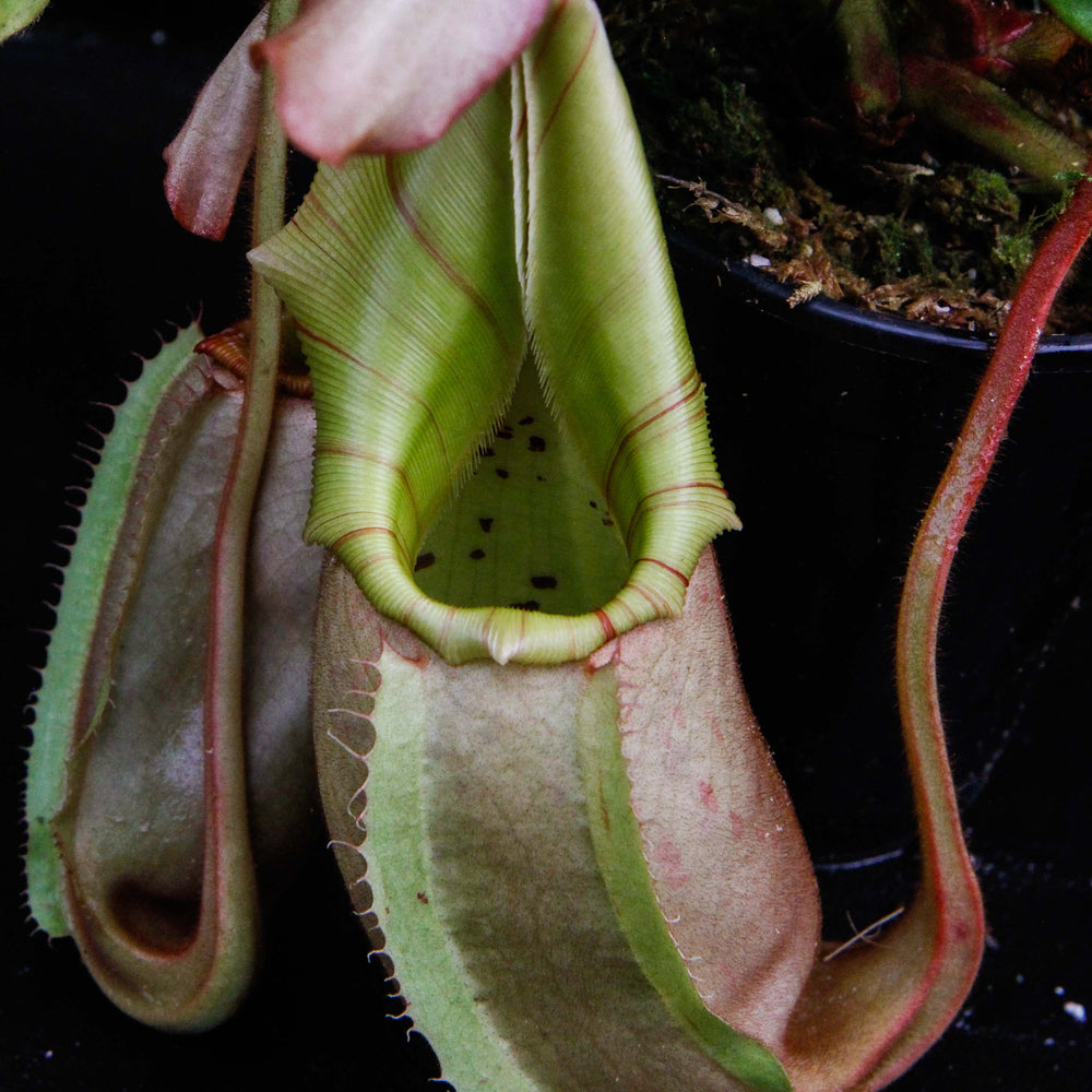 Nepenthes veitchii (Murud Striped x Candy), Specimen C