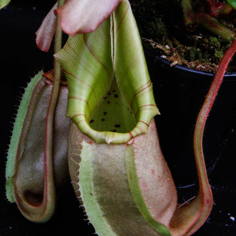 Nepenthes veitchii Murud Striped x Candy pitcher with pale green tube and pink tinted rim and lid