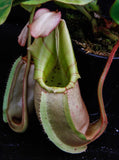 Nepenthes veitchii (Murud Striped x Candy), Specimen C