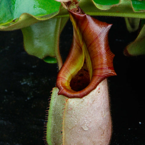 Nepenthes veitchii Murud Striped x Candy Specimen D pitcher with red ribbed peristome and pale pink body under green leaves