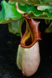 Nepenthes veitchii (Murud Striped x Candy), Specimen D