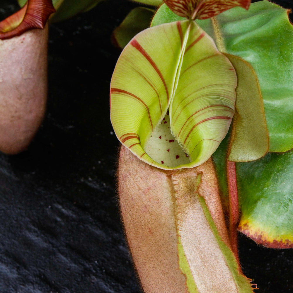 
                      
                        Nepenthes veitchii (Murud Striped x Candy), Specimen D
                      
                    