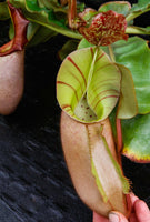 Nepenthes veitchii (Murud Striped x Candy), Specimen D