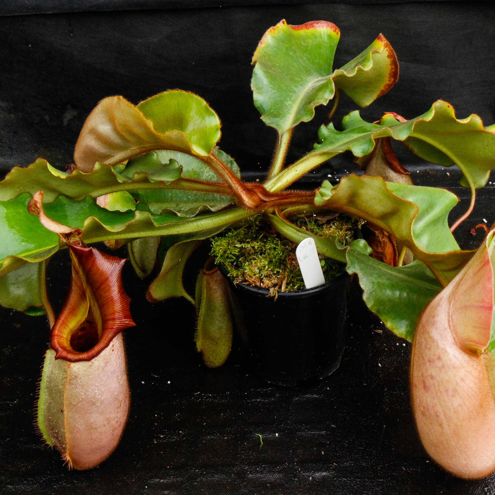 
                      
                        Nepenthes veitchii (Murud Striped x Candy), Specimen D
                      
                    