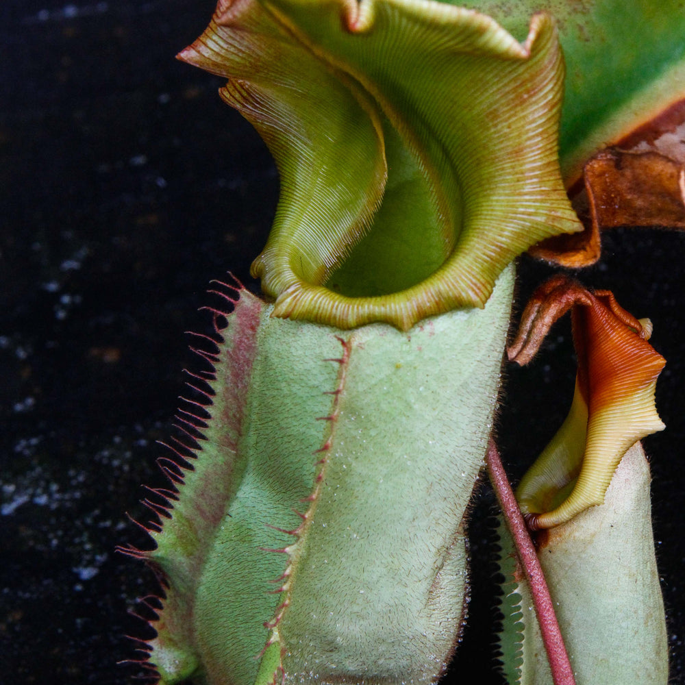 Nepenthes veitchii (Murud Striped x Candy), Specimen E