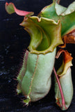 Nepenthes veitchii (Murud Striped x Candy), Specimen E
