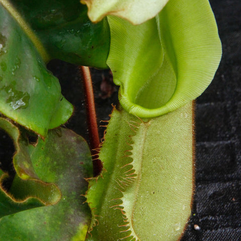 Close-up of a bright green Nepenthes veitchii pitcher with a wide ribbed peristome and curling mouth