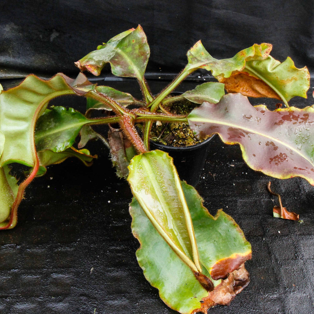 
                      
                        Nepenthes veitchii (Murud Striped x Candy), Specimen E
                      
                    