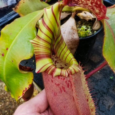 Nepenthes veitchii Murud Striped x Candy specimen 6 displays a lime yellow striped pitcher with red bands among green leaves