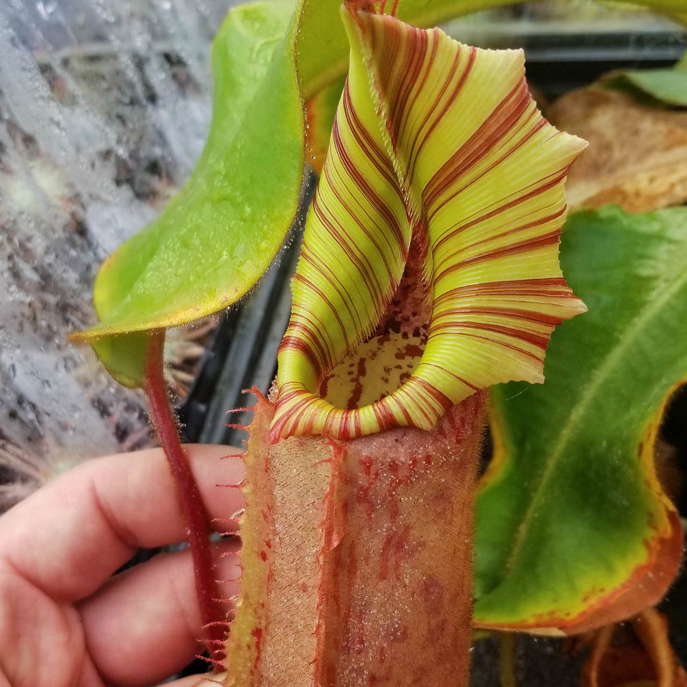 Nepenthes veitchii (Murud Striped x Candy), specimen 6