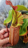 Nepenthes veitchii (Murud Striped x Candy), specimen 6