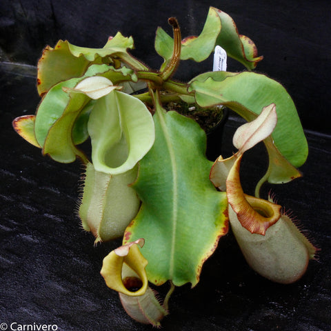 Nepenthes veitchii Murud Striped Candy specimen 7 with broad green leaves and large yellow edged pitchers