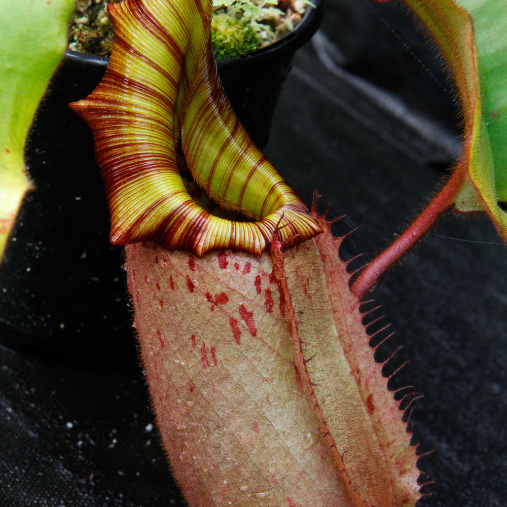 
                      
                        Nepenthes veitchii (Murud Striped x Candy), specimen 6
                      
                    
